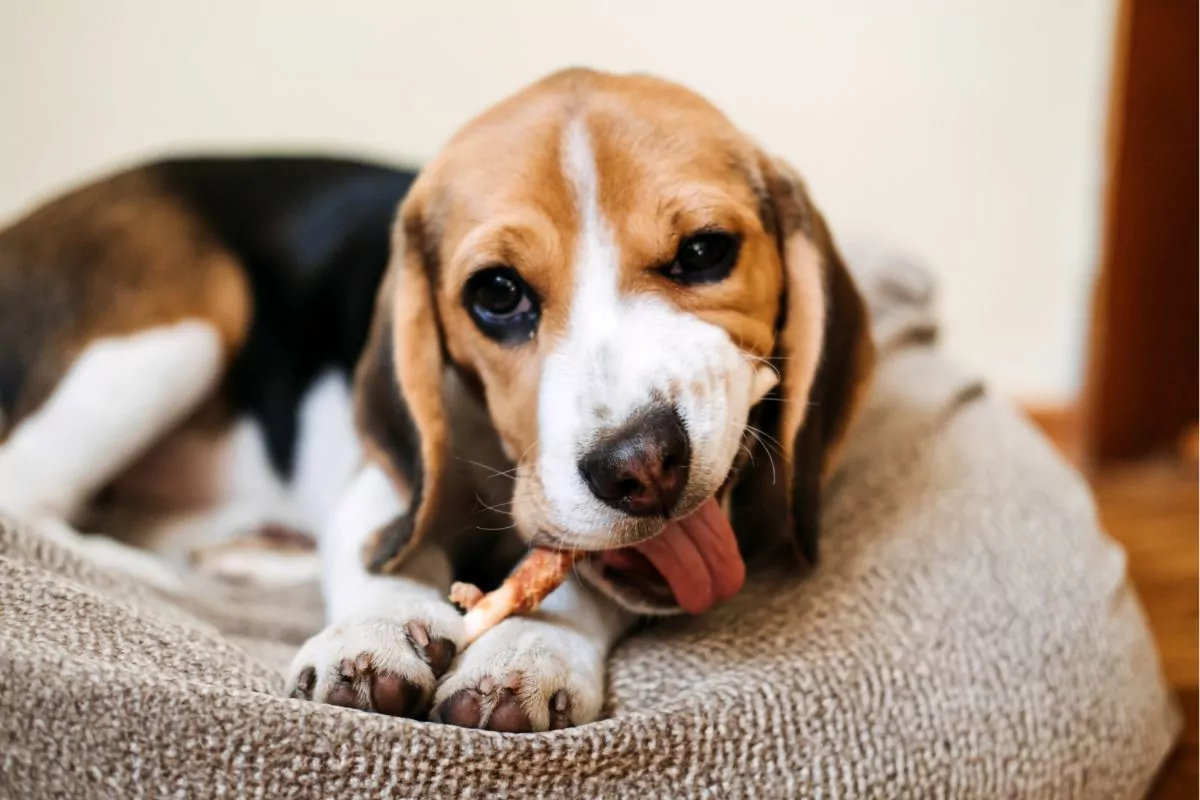 Beagle eating treat