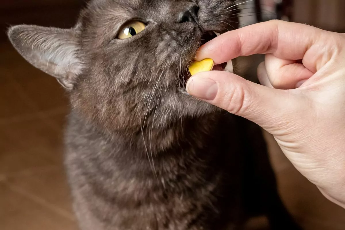 Cat taking yellow pill