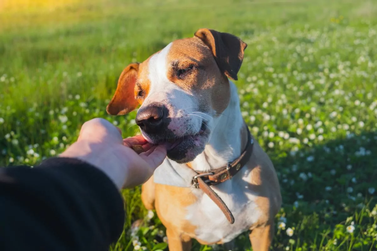 Human hand giving treat to dog