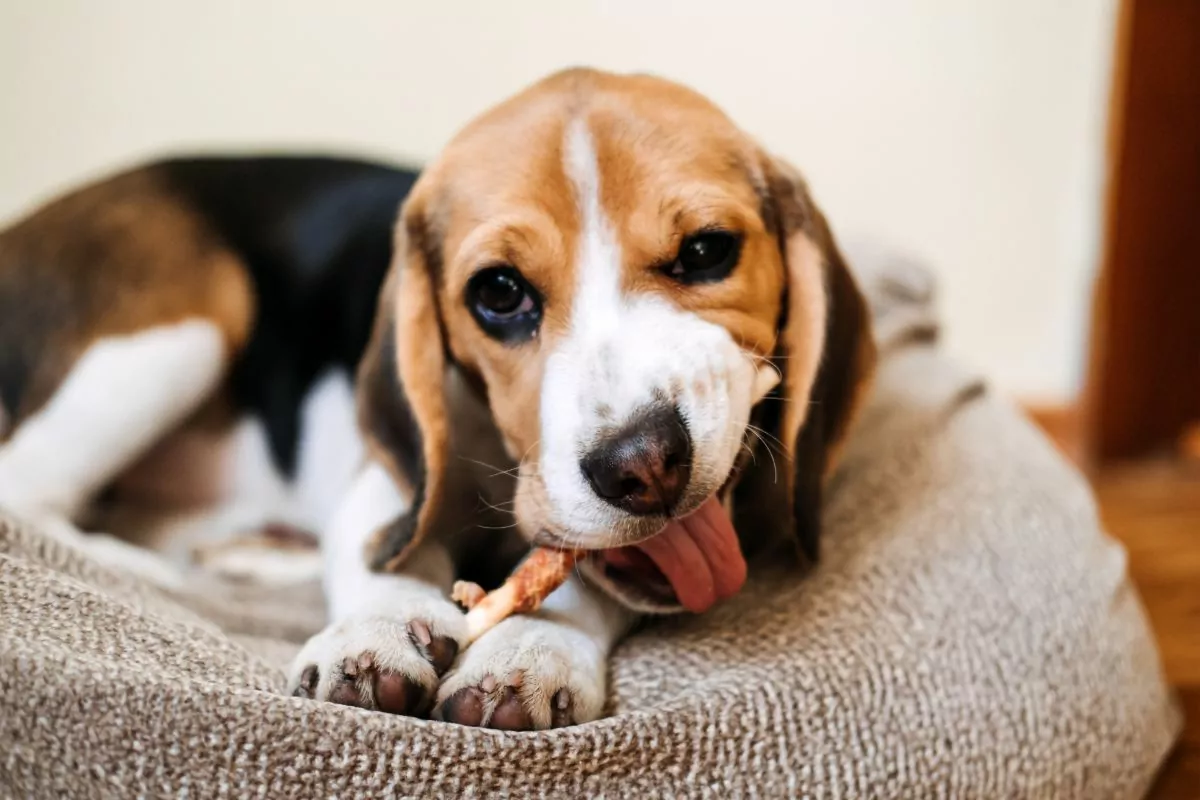 Beagle eating treat stick