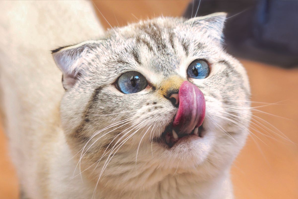 Cat with tongue