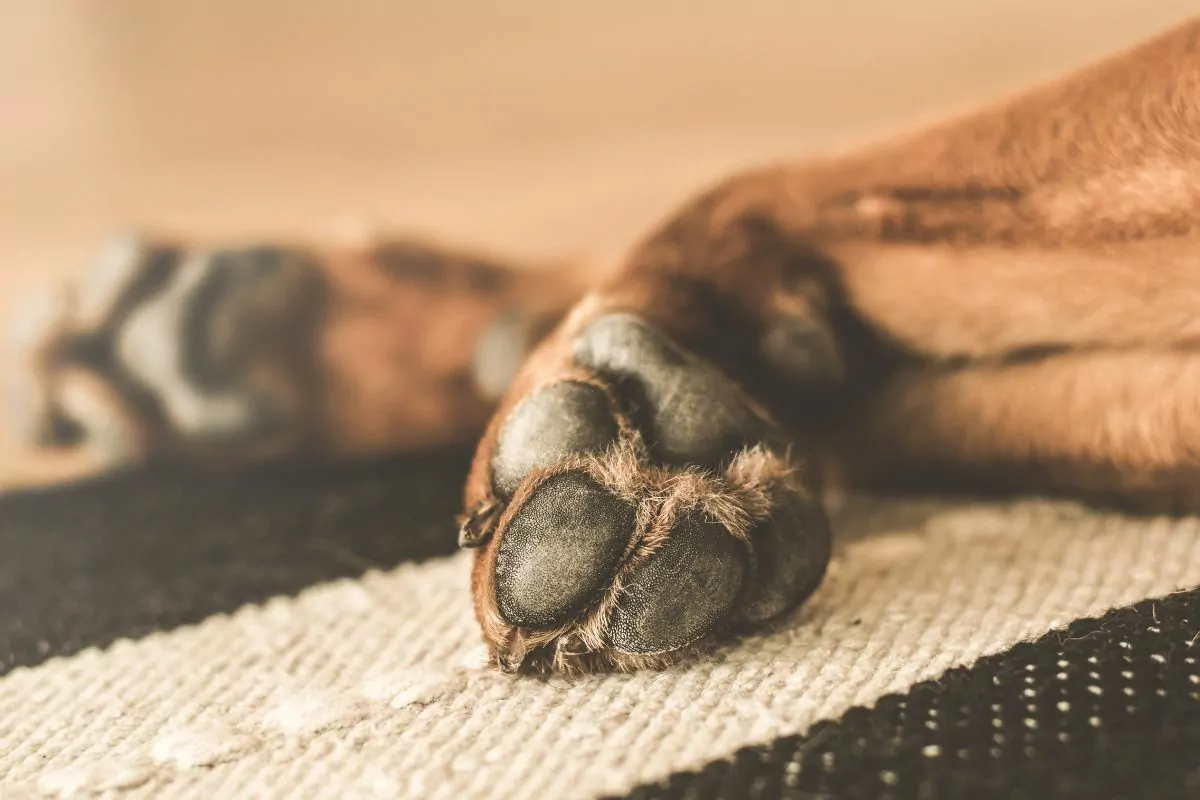 Closeup of dog paw