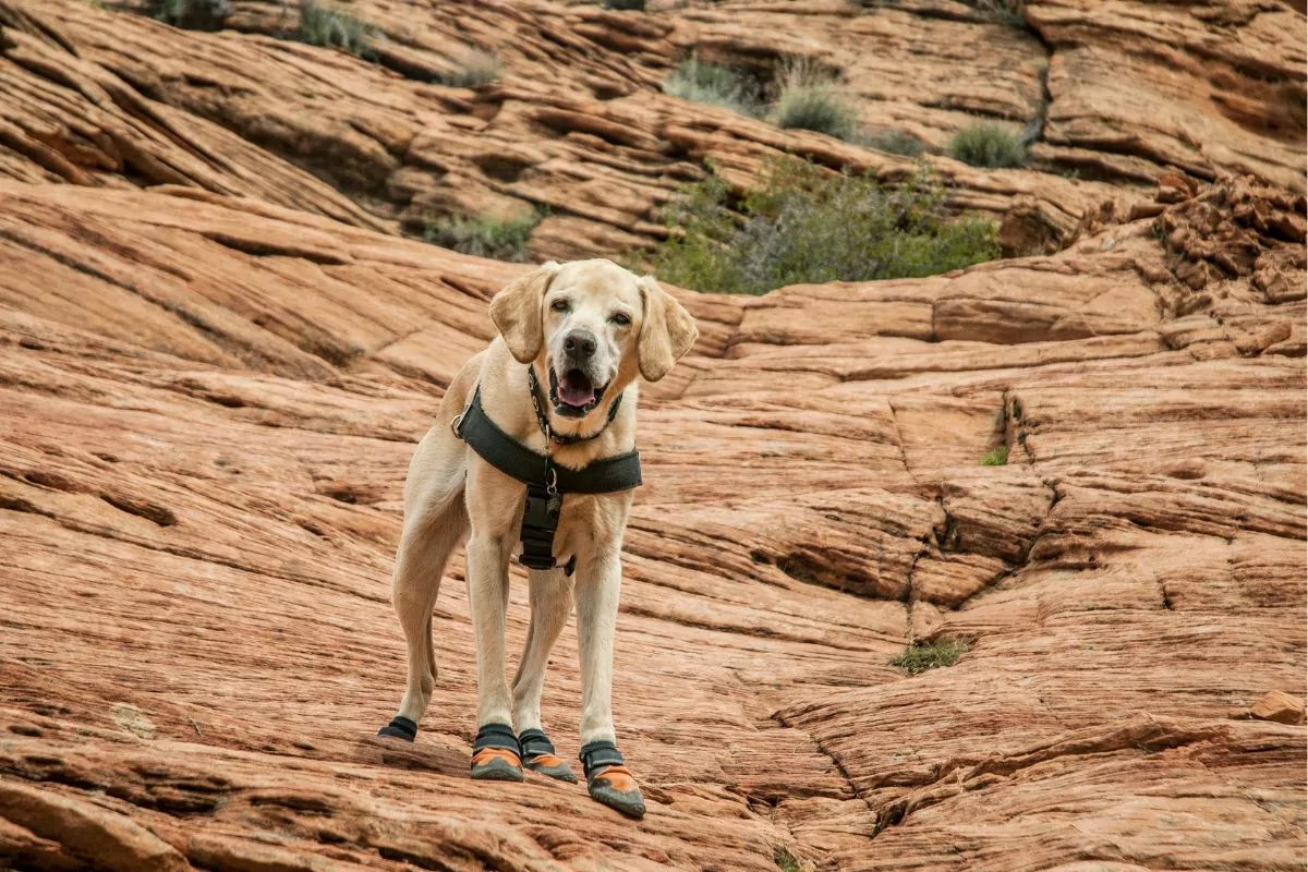 Dog hiking with boots