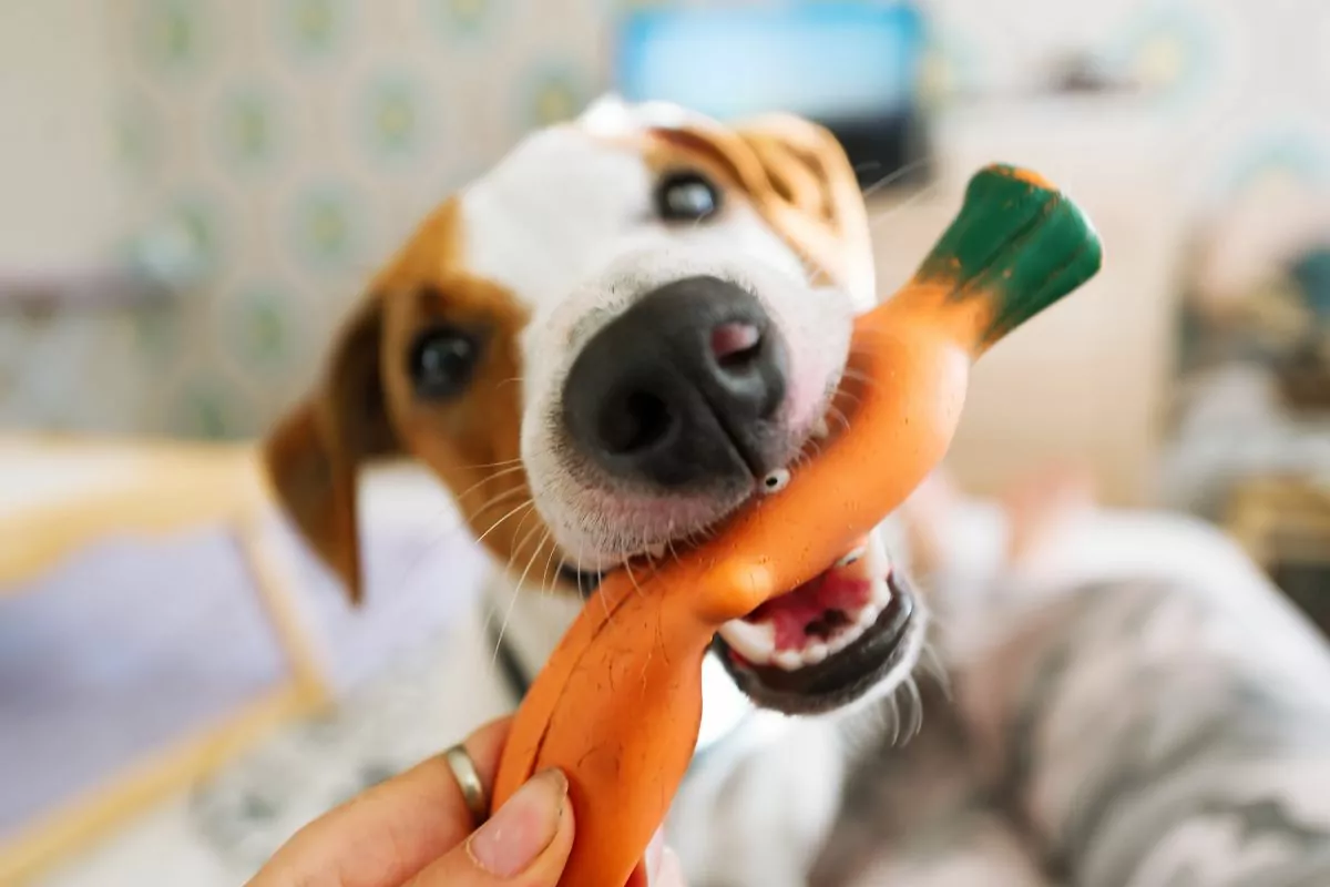 Dog plays with rubber carrot