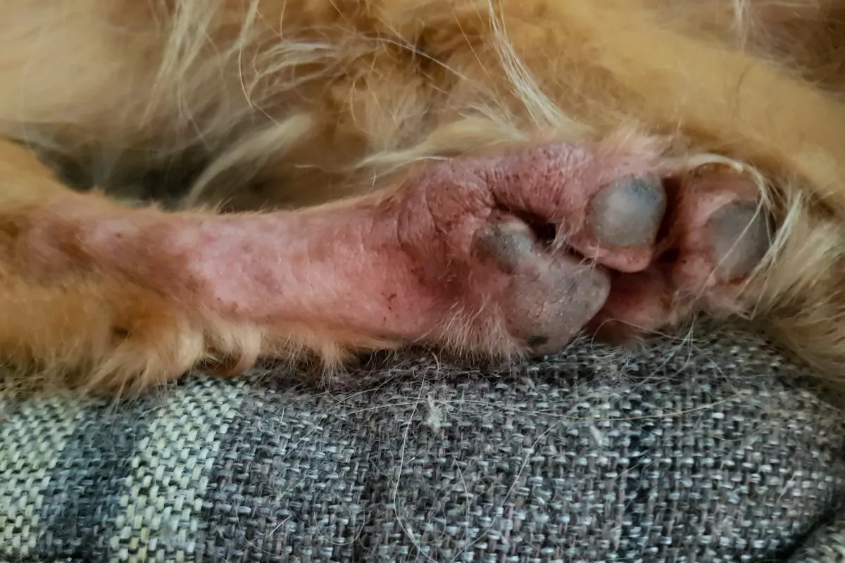 Paw allergies in dog