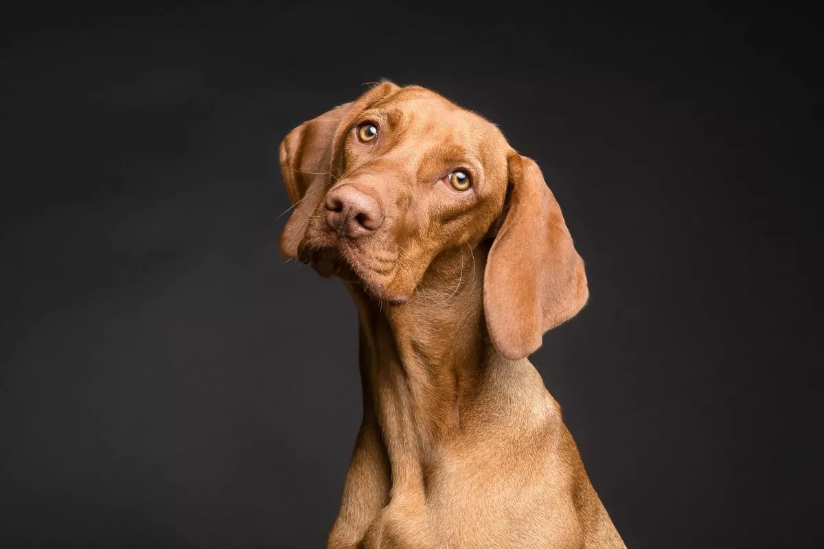 Portrait of a brown dog