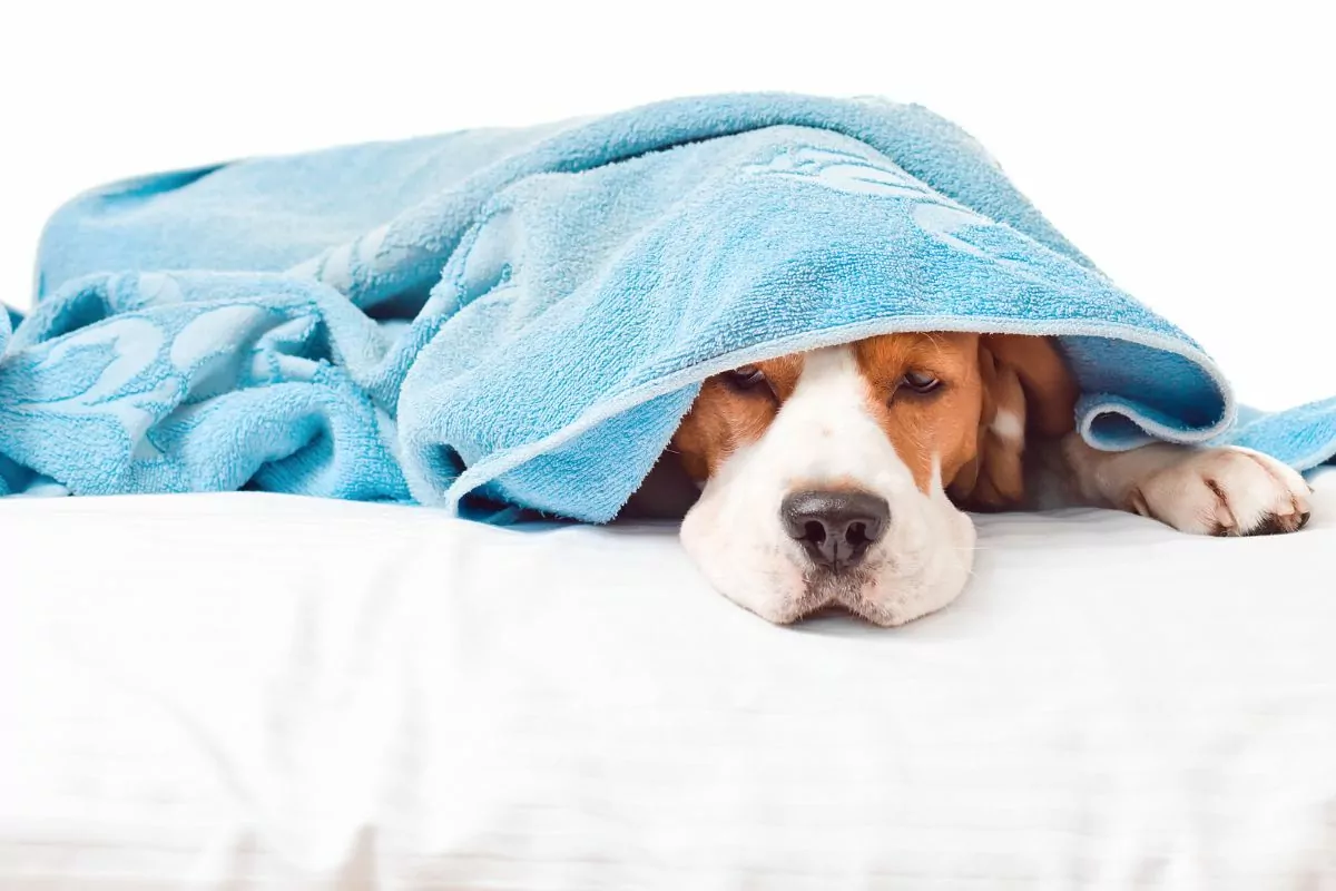 Sick dog with blue blanket