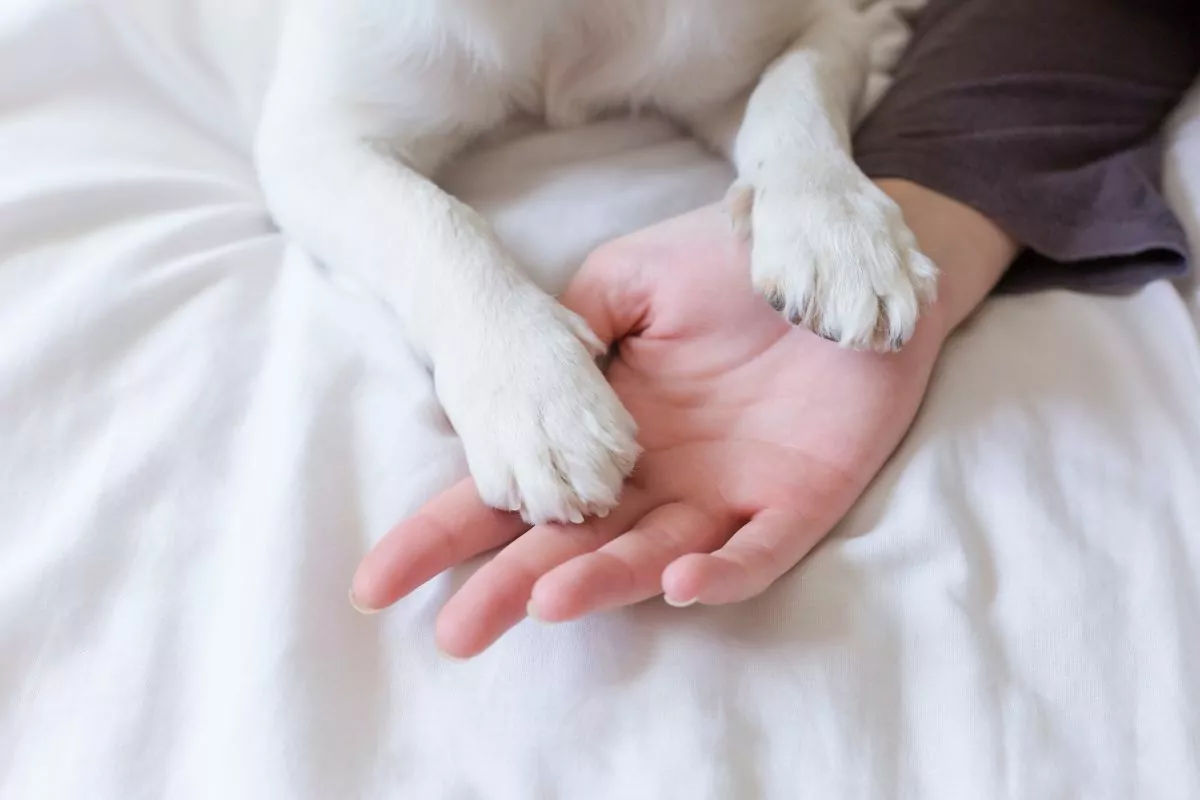 White dog paws