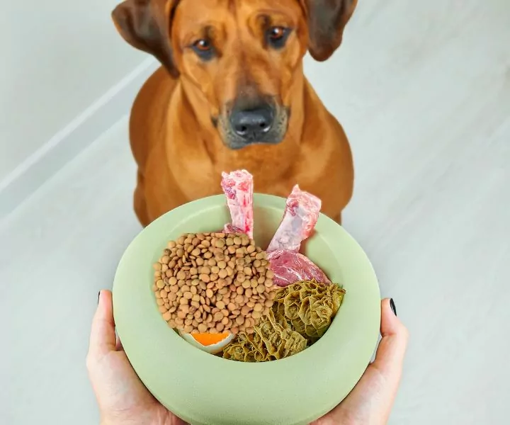 brown dog being fed lentils, eggs, meat and other vegetables in a green dog food bowl