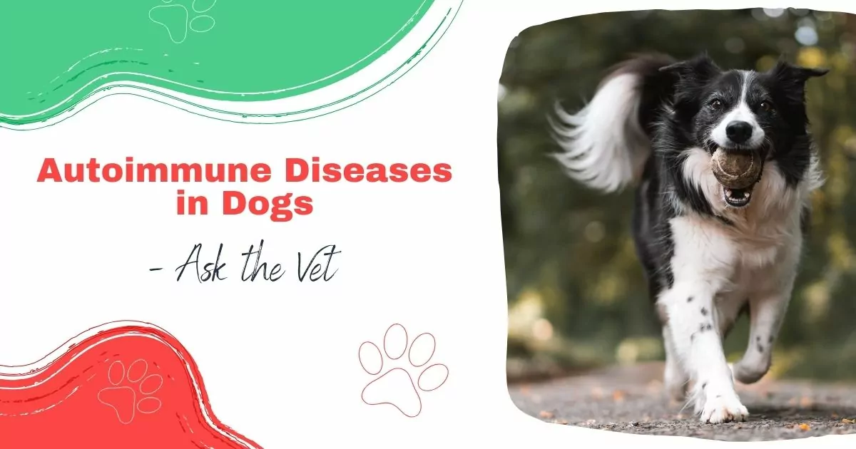 autoimmune diseases in dogs