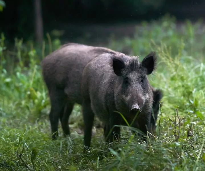 a black hog standing in a green field