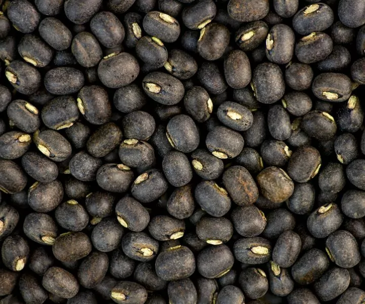 can dogs eat black lentils