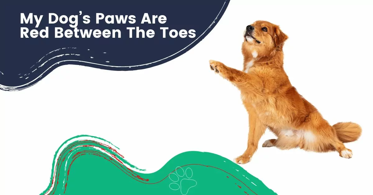 dog paws red between toes