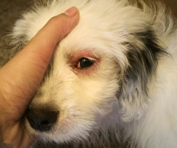 fluffy black and white dog with red around the eye
