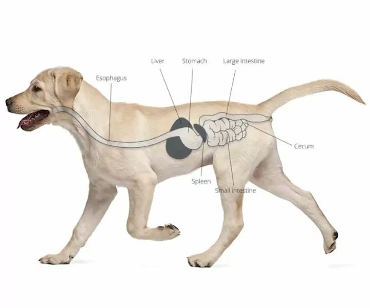 graphic representation of a dog's stomach