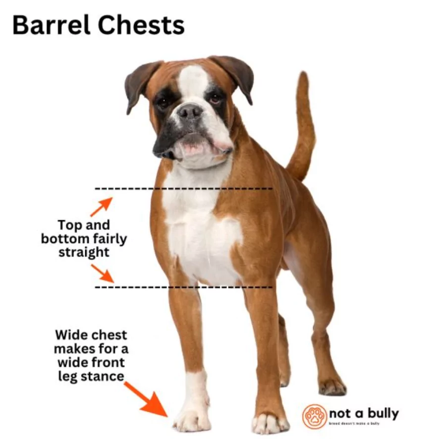 diagram of a boxer dog explaining a barrel-chested dog's anatomy