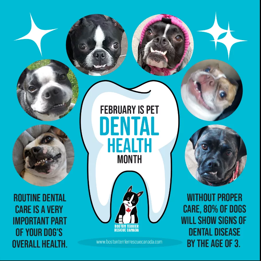 pet dental health month poster