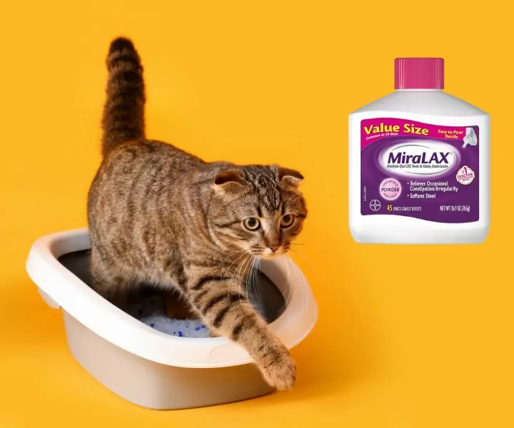 miralax for cats