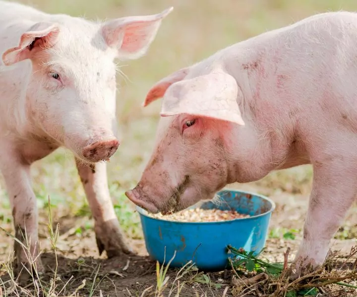 two pink pigs eating from a blue bowl in a pasture