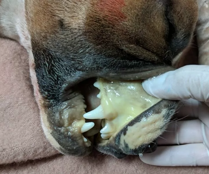 pale gums in dogs