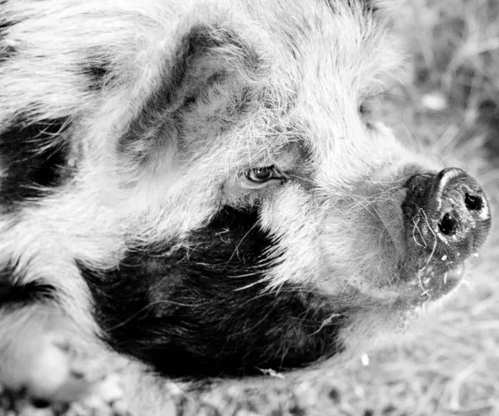black and white photo of a kune kune pig