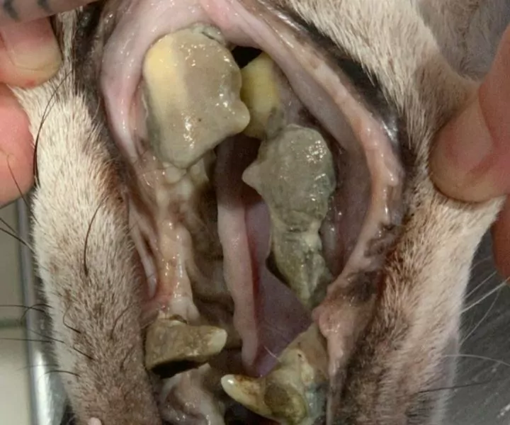 pale gums with cancer on a white dog