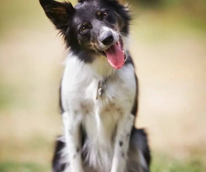 black and white border collie posing with it's head tilted to the left with its tongue out