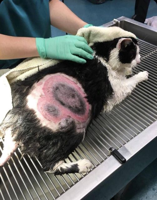 By Sara Jones: "The worst case of ringworm our clinic has seen!"