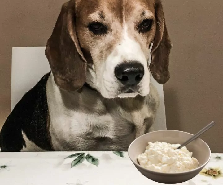 is cottage cheese good for dogs