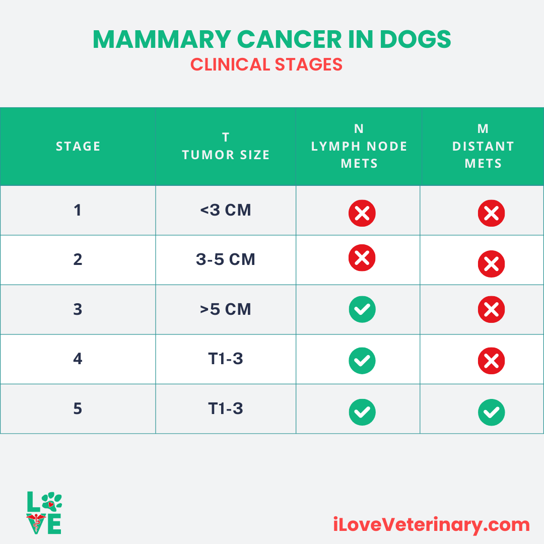 Mammary Cancer in Dogs 1080 x 1080 I Love Veterinary - Blog for Veterinarians, Vet Techs, Students