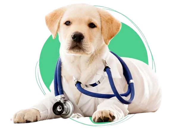 Haustierliebhaber-Held I Love Veterinary – Blog für Tierärzte, Veterinärtechniker und Studenten