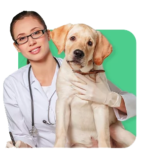 Veterinärprofis I Love Veterinary – Blog für Tierärzte, Veterinärtechniker und Studenten